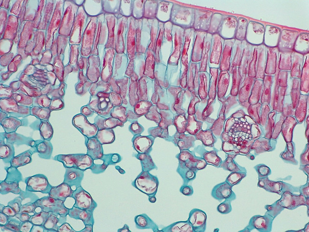 Dicot Leaf CS Slides - Dicot Leaf CS 01 200X